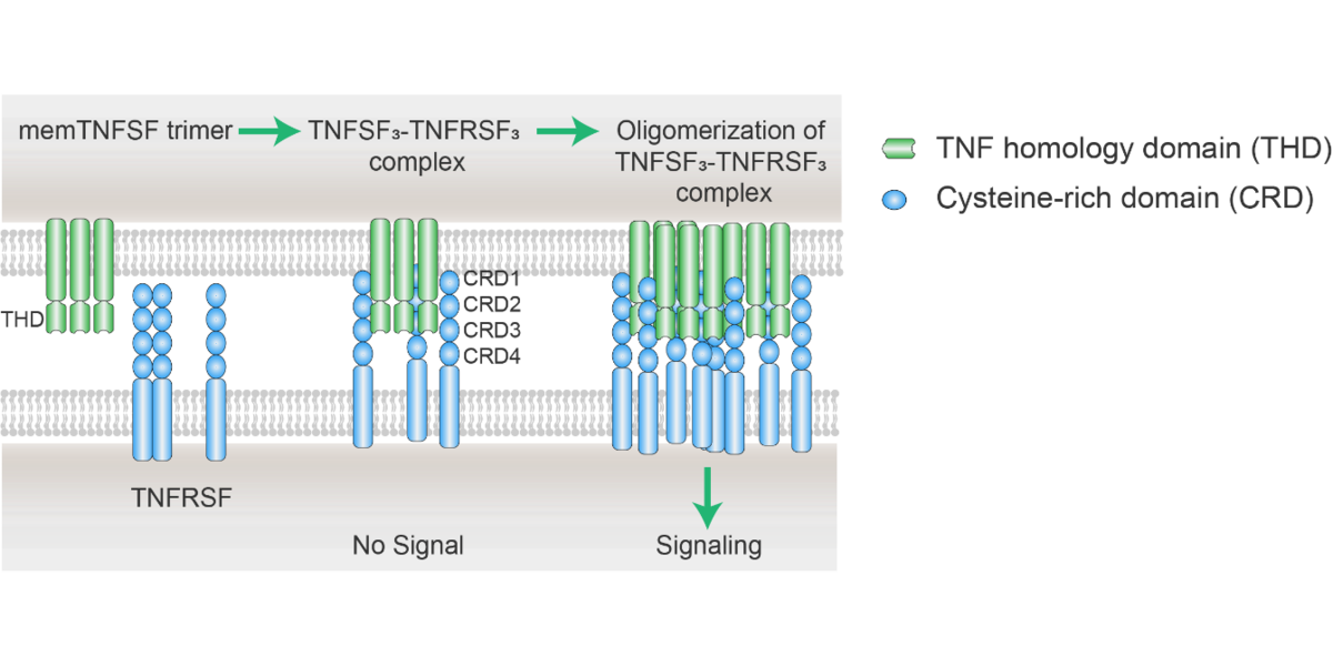 生理性TNFRSF受体激活是通过细胞表面TNFSF配体和受体相结合时诱导的，受体－配体三聚体的交联和寡聚是受体下游信号激活的前提条件